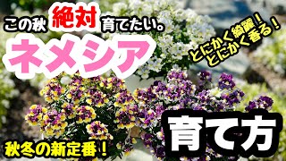 ■超絶香る！【ネメシアの育て方】ビオラに負けないポテンシャル🌱