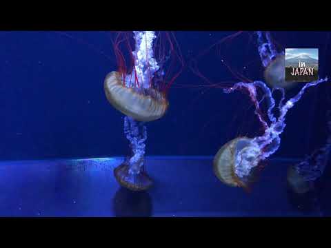 JELLYFISHES in SUMIDA AQUARIUM | feels like we are under the water