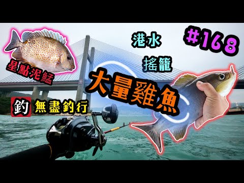 杜小銘的無盡釣行#168_#釣魚 #香港釣魚 #釣り #艇釣 #船釣 #雞魚 #白鱲 #誘餌籠 #搖籠 #五目釣り #牛屎鱲  #鱲魚 #黃腳鱲  #西水 #黑沙 #港水 #黑鱲