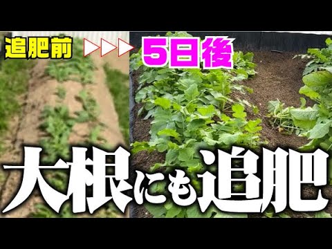 【害虫に強くなる追肥？】あまり肥料のいらない大根ですが・・・【耐病総り太大根】【白菜】【追肥】【間引き】