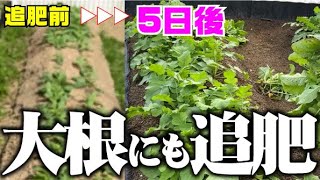 【害虫に強くなる追肥？】あまり肥料のいらない大根ですが・・・【耐病総り太大根】【白菜】【追肥】【間引き】