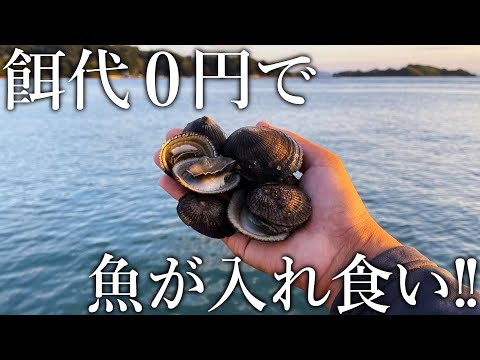 釣り場でよく見るアワビに似た貝をエサにすると魚が入れ食いになりました