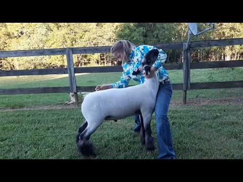 2020 4-H Farm Credit Virtual Showmanship Circuit Show #3 Sheep Video Of The Week Laura Jessup