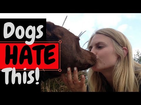 Things your Dog HATES (That You DEFINITELY Do) | How to Make Your Dog Happy