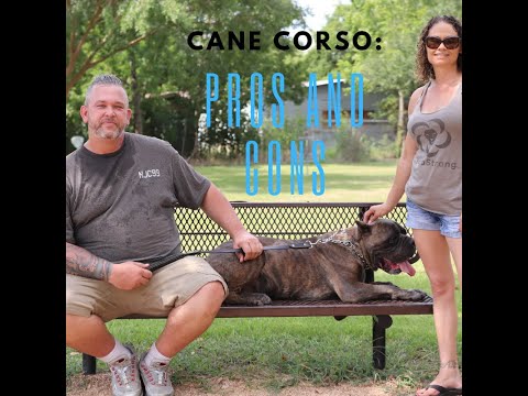 Cane Corso: The Pros and Cons Of Owning One