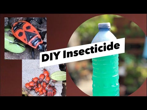 How to Get Rid of Boxelder Bugs..DIY Insecticide ..Bugs Life!