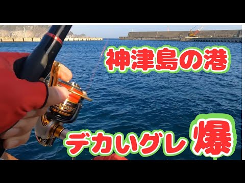 伊豆七島の神津島釣行1日目はアテンダー３は封印。大爆風で苦戦したけど、なんと港の奥で良型グレが連発した！