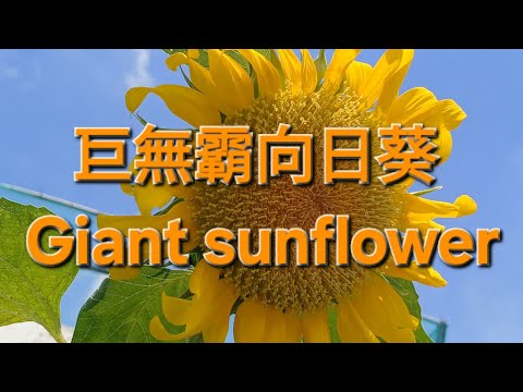 巨無霸向日葵 Giant sunflower