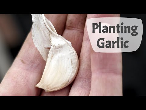 How To Plant Garlic (Part 1) - Step By Step On A UK Allotment