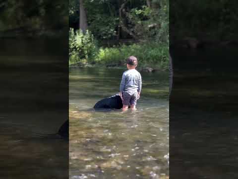 A Boy and His Dog