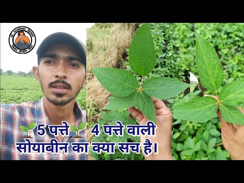 🌱5 पत्ते🌱 4 पत्ते वाली सोयाबीन का क्या सच है।