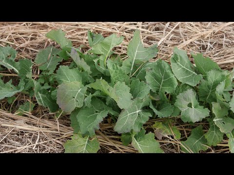 【のらぼう菜の育て方】　　＊無農薬・無化学肥料栽培　マルチ・トンネル不使用＊