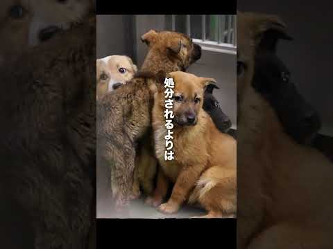 犬を処分する機械に人が入ってみたら...