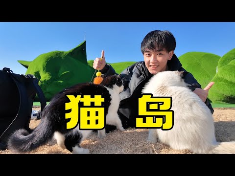 全是猫的岛！