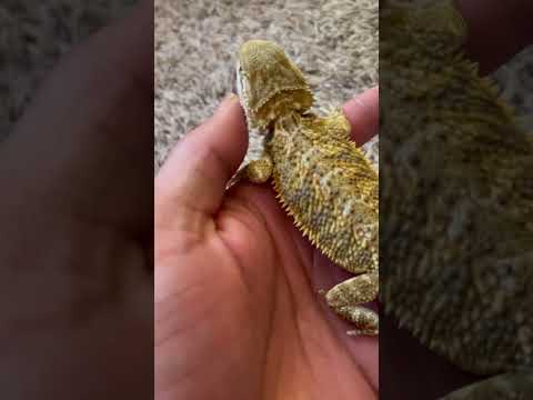 Showing off his speed 💨 #beardeddragon #short #subscribe