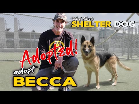 Adopted - German Shepherd Becca Needs a Home - adopt Becca super sweet dog