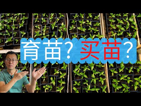 使用种子育苗种菜和买菜苗移栽种菜，哪一种更好？