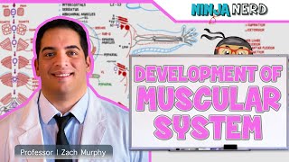 Embryology | Development of Muscular System