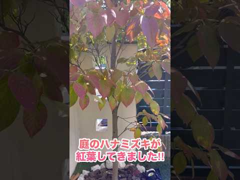 もうすっかり秋ですね‼︎紅葉狩り行きたい‼︎