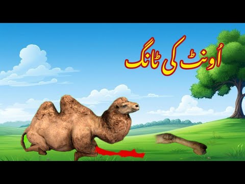 Unt ki tang | اُونٹ کی ٹانگ |Urdu cartoon story |Urdu kahaniyaan | Moral Story