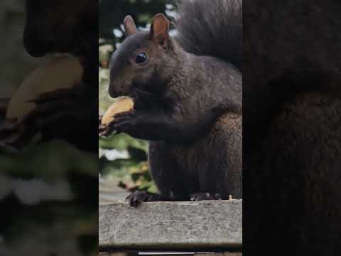 Squirel eating #shorts Missauga Canada