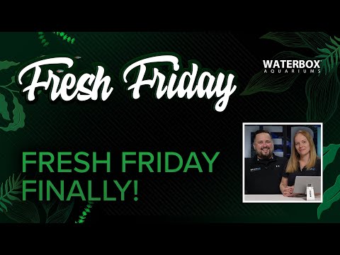 Fresh Friday Grand Finale