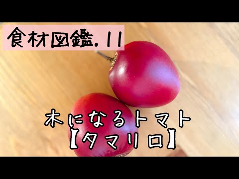 【食材図鑑】11.トマトとフルーツの間。 タマリロ　Tamarillo #shorts