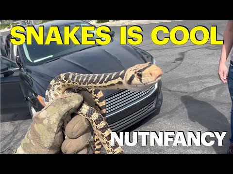 Nutnfancy Saves Snake