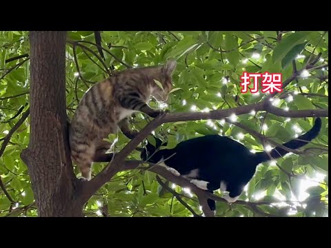 流浪猫在树上为争小鸟打架