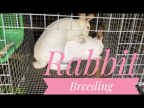 Rabbit Breeding Tips