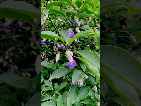 Original Karavi Flowers at Amba Ghat Kolhapur Ratnagiri #karaviflowera