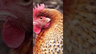 Bielefelder Kennhuhn Chickens   Chicken Breeds 101   JJCentral 014 #freerangechickens #chickenbreeds