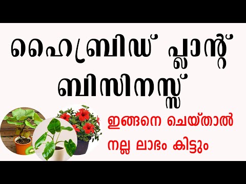 ഹൈബ്രിഡ് പ്ലാന്റ് നഴ്സറി ആരംഭിച്ച് ലാഭമുണ്ടാക്കാം Hybrid Plant Nursery Business idea Malayalam