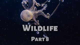 Wildlife Exploration with Calm Music - 4k No Repetition - Part 8