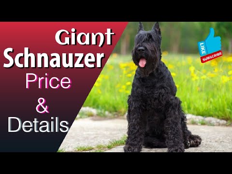 Giant Schnauzer Dog Price & Details in India #dog #dogpricelist #dogvideos #doginformation