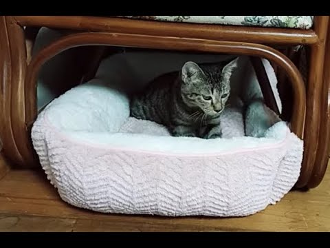 仔猫のふみふみ