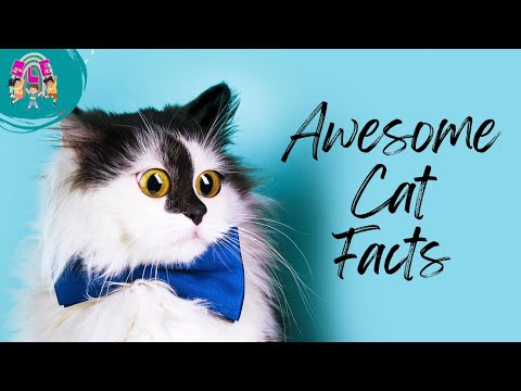 Cat Facts Extravaganza: Prepare to be Amazed by these Purr-fectly Awesome Discoveries