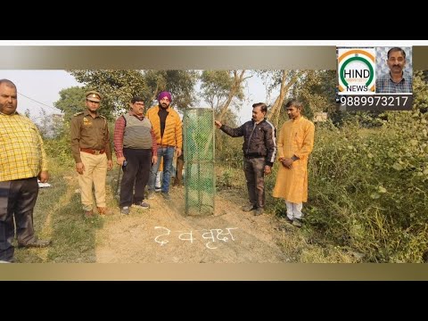 लखीमपुर खीरी- देव वृक्ष पीपल उखाड़ फैंका था 🤔हुआ भारी विरोध🤔 बदले में पांच पेड़ लगाने पड़ गए😎