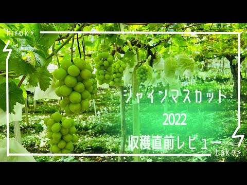 シャインマスカット栽培２０２２収穫直前レビュー