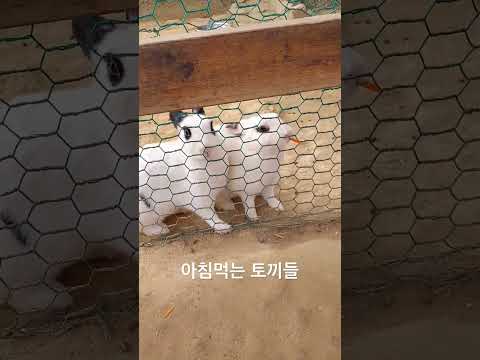 #토끼 #아침 #당근 #양배추 #동물원