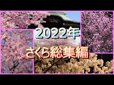 今年撮った桜を総集編にしてみました！桜は綺麗で素晴らしい！