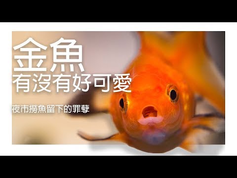 『水族系列 ep18』水族教學 | 夜市撈金魚不會養？這邊教你金魚怎麼養！金魚養殖教學～