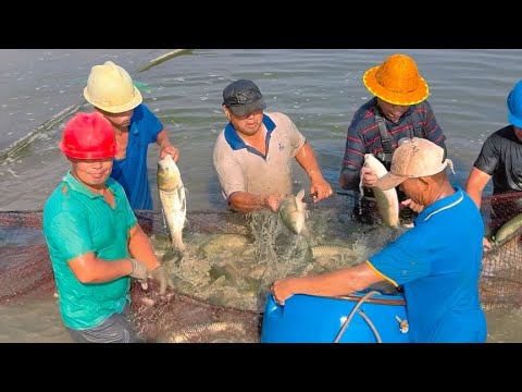 7500斤草鱼，送到武汉一条鱼钓场！精养的草鱼，到黑坑多久开口？