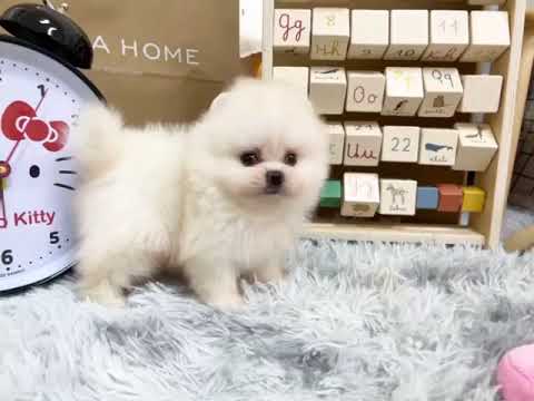 Teacup Pomeranian - Ariel