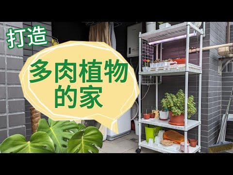 打造多肉植物的家🌵入坑設備燈光一次看！新手友善&療癒植物點點名