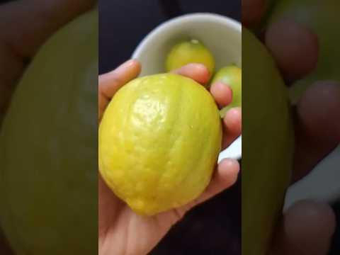 Homemade Big size lemon#viralvideo#homemade#lemon#shorts#big#trending#reels@ishalinayahvlog