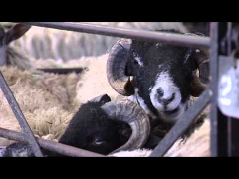 Hawes Auction Mart, Wensleydale, Yorkshire Dales