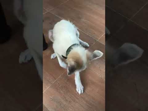 His dog's floor scratching habit #dogsofyoutube #dogslife #dogslifeshorts #petslife #petlover