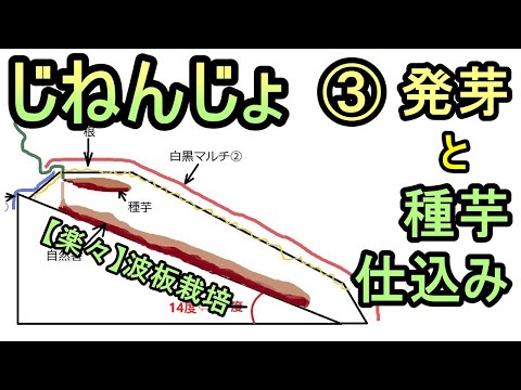 【楽々】波板で自然薯ななめ栽培 ③ 発芽スタート＆来年の種芋仕込み 無農薬 半自給自足