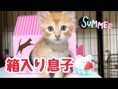 箱入り息子？ おやつの箱に入った子猫が 可愛いすぎた